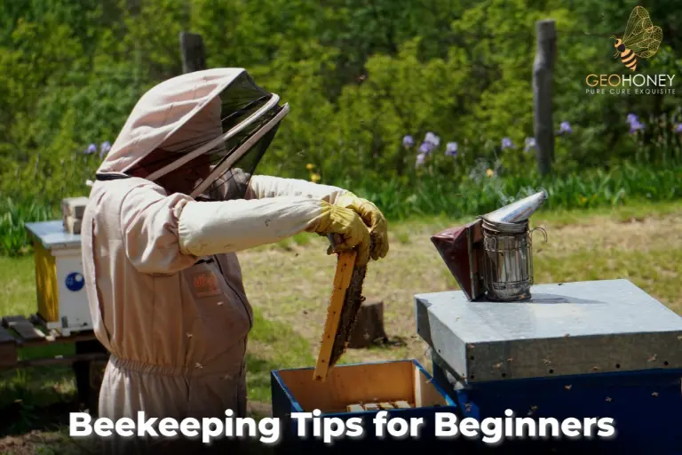 Beekeeping Tips for Beginners